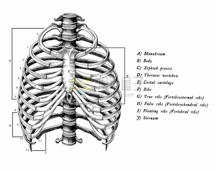 带标注的肋骨人体骨骼解剖图手绘素描插画png图片免抠矢量素材 健康医疗-第1张