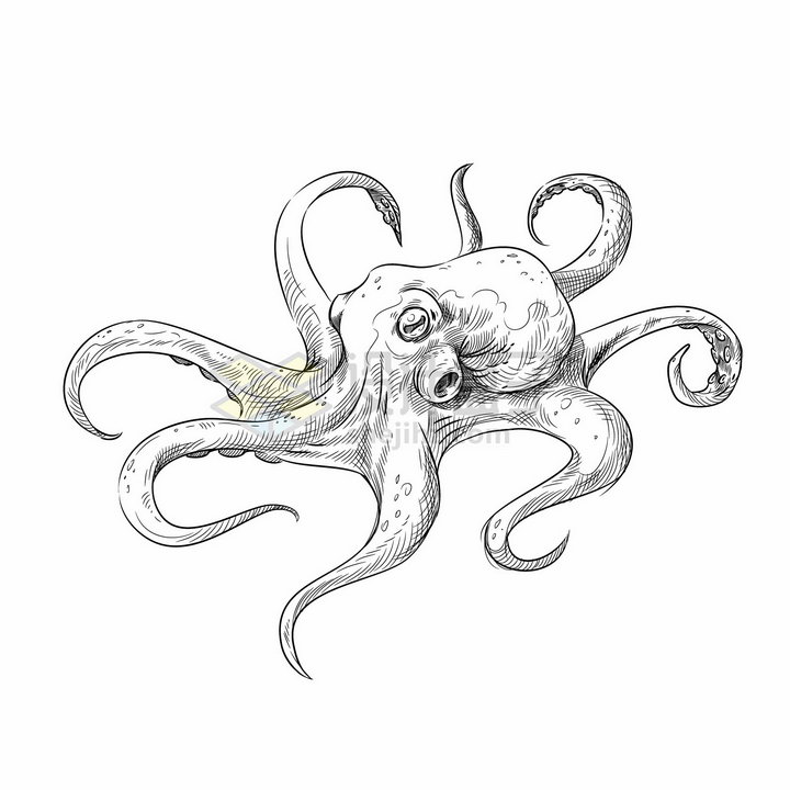 章鱼海洋动物手绘素描插画png图片免抠矢量素材 生物自然