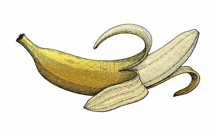 剥开皮的香蕉彩色手绘素描插画png图片免抠矢量素材