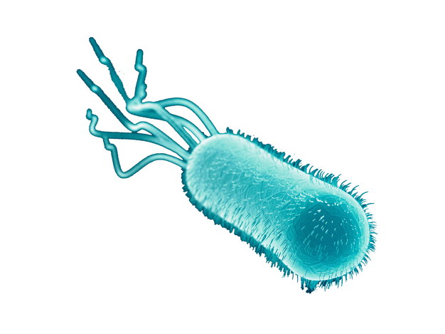 大肠杆菌周鞭毛图片