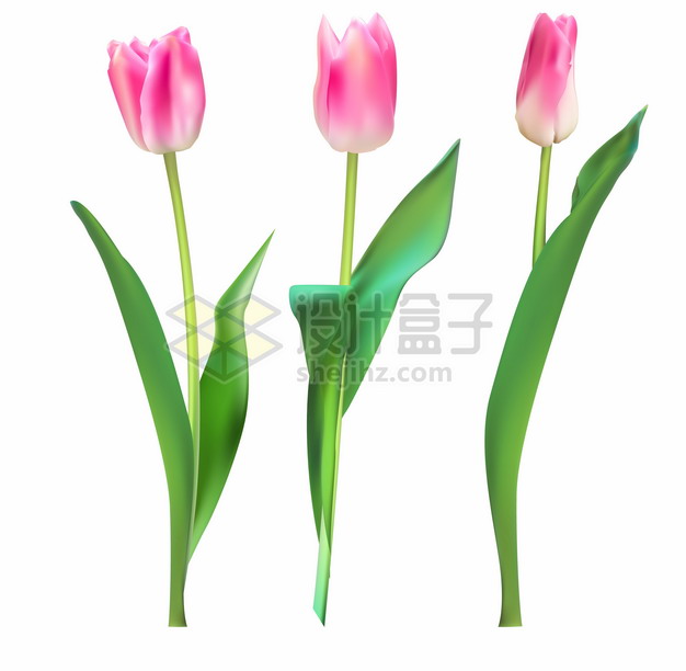 粉红色的郁金香花朵鲜花花卉899415png图片素材 生物自然-第1张