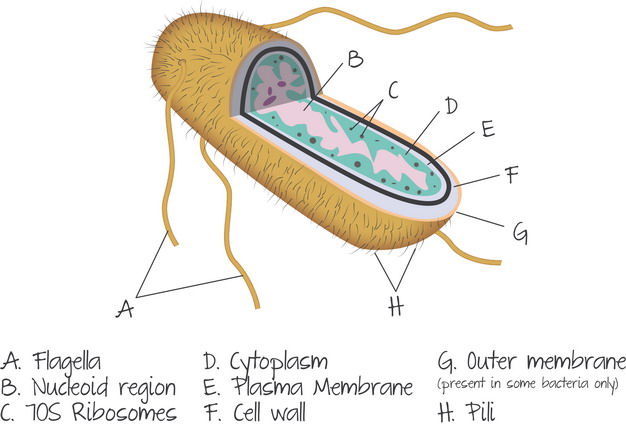大肠杆菌细胞结构图图片