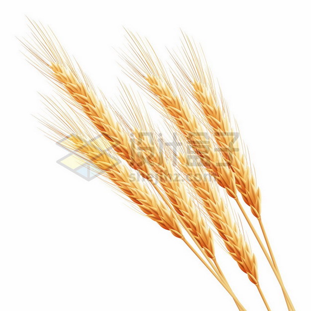 一把小麦麦穗387011png图片素材 工业农业-第1张