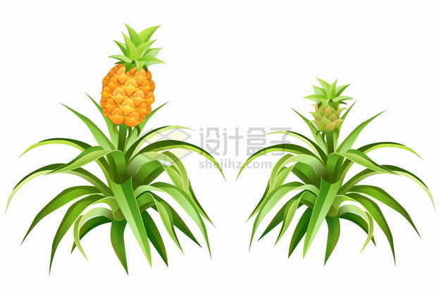 长在枝头上的菠萝凤梨美味水果png图片素材 生物自然-第1张