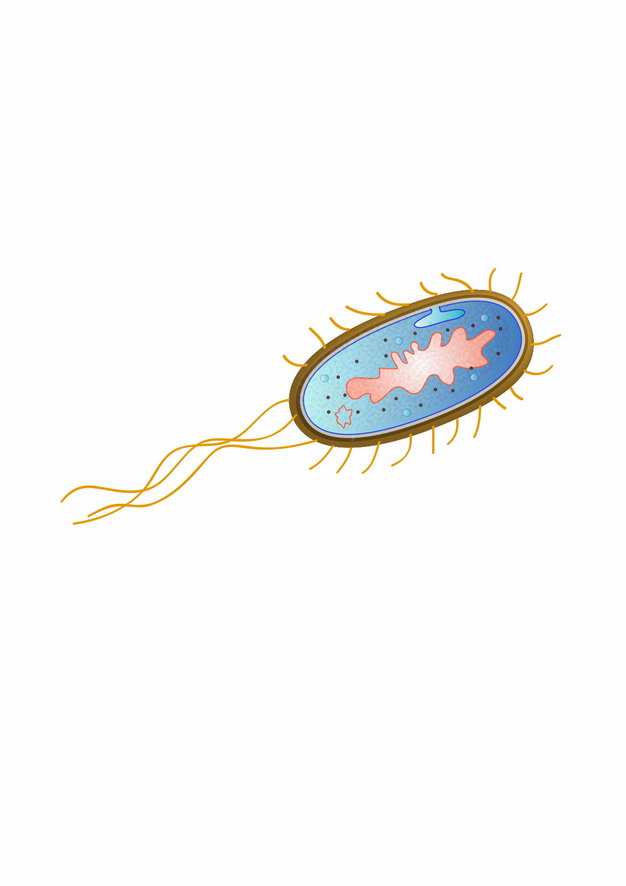 大肠杆菌手绘图图片