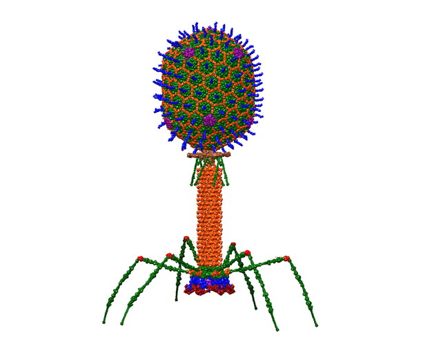 高清噬菌体彩色插画723043png图片素材 健康医疗-第1张