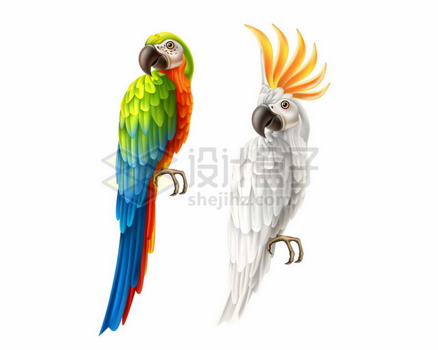 逼真的金刚鹦鹉和白色的葵花凤头鹦鹉png图片素材 生物自然-第1张