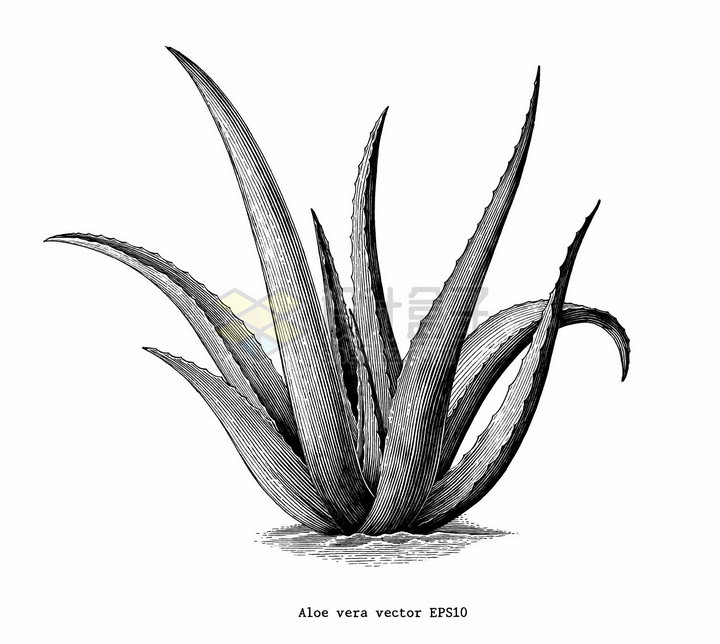 芦荟植物手绘素描插画png图片免抠矢量素材 生物自然-第1张