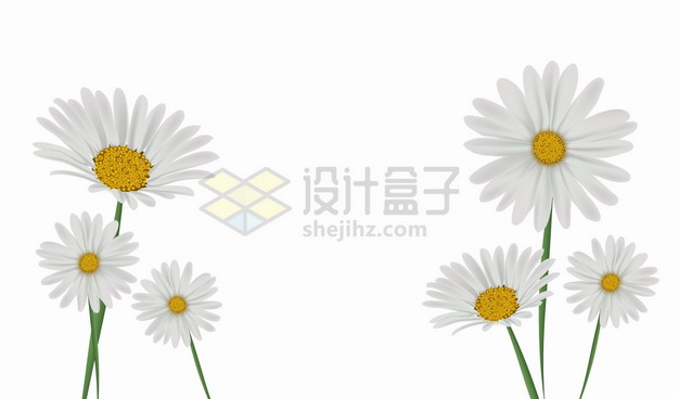 春天里的白色雏菊花朵鲜花花卉png图片素材 生物自然-第1张