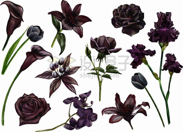 黑百合花黑玫瑰黑郁金香等黑色花朵鲜花png图片素材 设计盒子