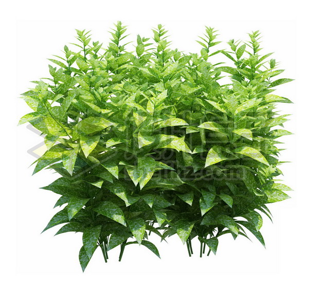 绿色植物观赏植物绿萝8508psd Png图片素材 设计盒子