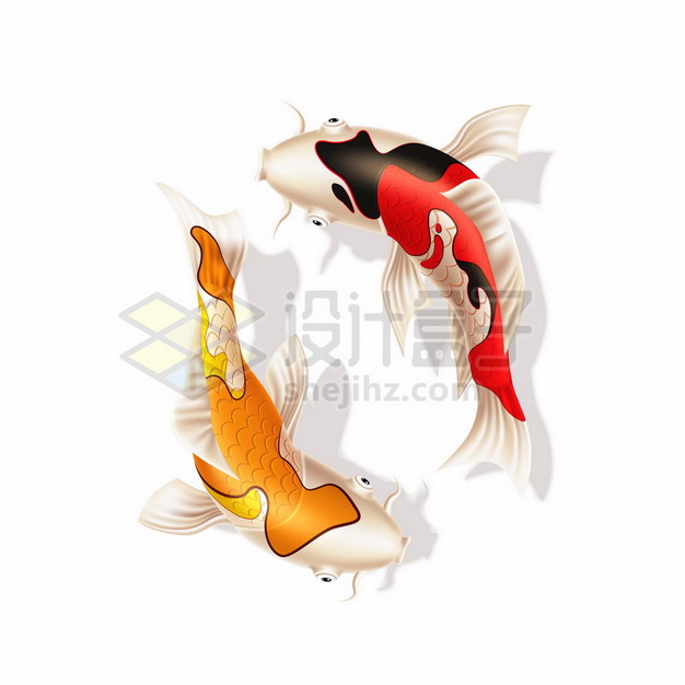 两条游泳的彩色鲤鱼锦鲤538198png矢量图片素材 生物自然-第1张