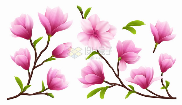 各种粉红色的玉兰花鲜花花朵花卉png图片素材 生物自然-第1张