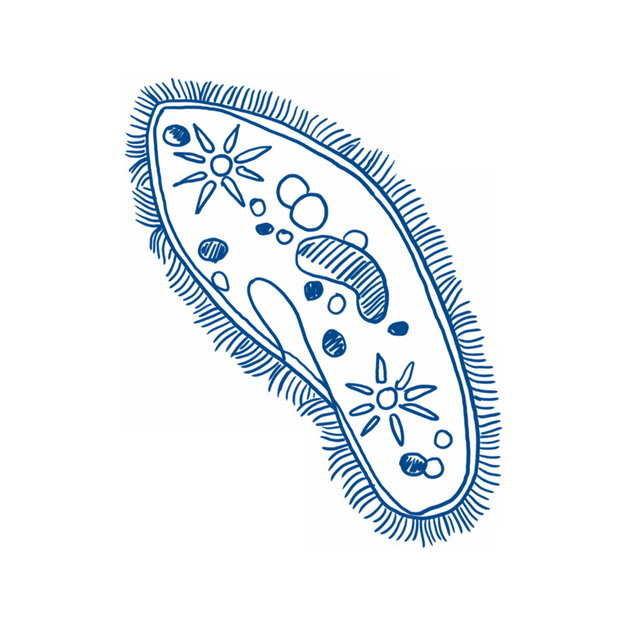 蓝色线条草履虫手绘插画827349png图片素材 生物自然-第1张