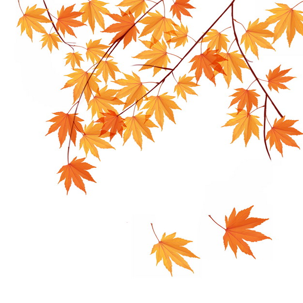 秋天枝头上飘落的枫叶330286png图片素材 生物自然-第1张