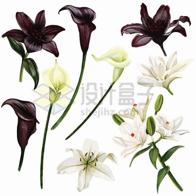 白色和黑色百合花以及马蹄莲花朵鲜花花卉png图片素材