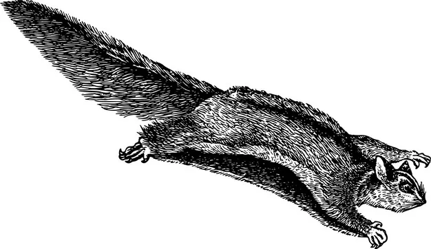 寒号鸟复齿鼯鼠手绘插画519531png图片素材 生物自然-第1张