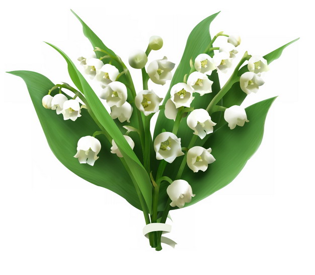 铃兰花白色小花朵569464png图片素材 生物自然-第1张