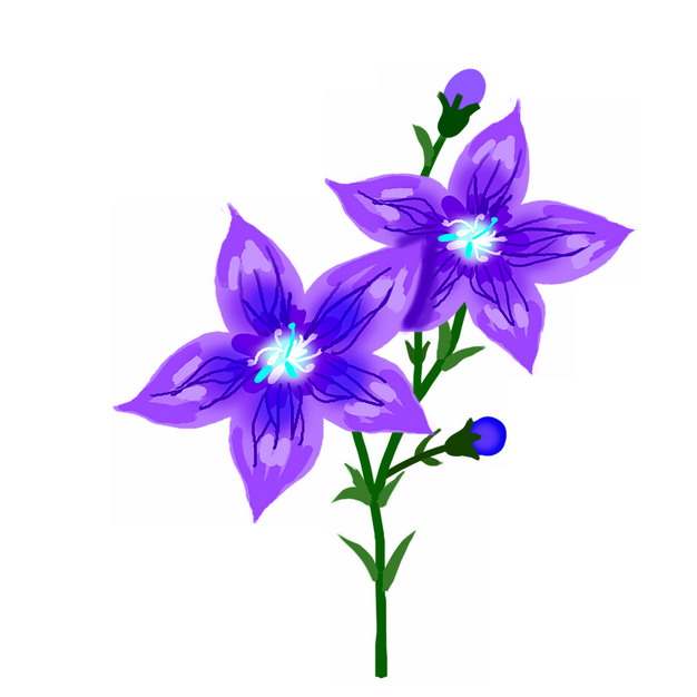 盛开的桔梗花紫色花朵手绘插画642779png免抠图片素材
