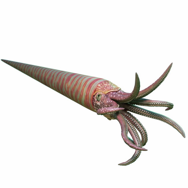 巨型鹦鹉螺远古时代图片