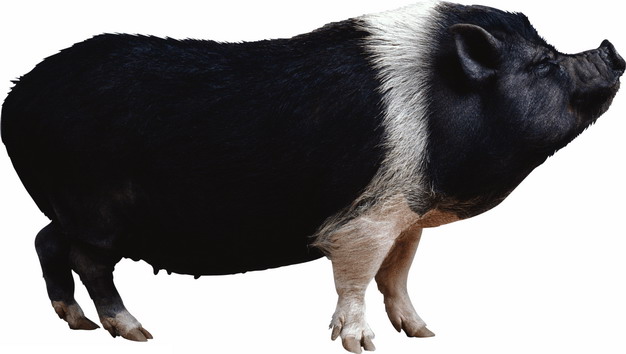 一只黑猪的照片图片