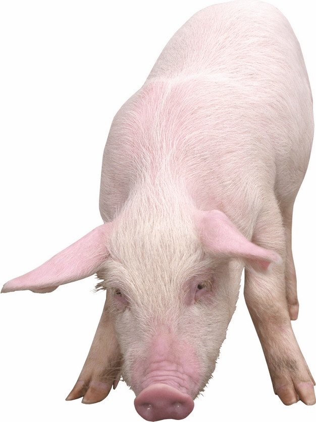 英国大白猪图片