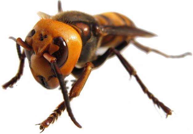 高清特写大黄蜂马蜂215713png免抠图片素材 生物自然-第1张
