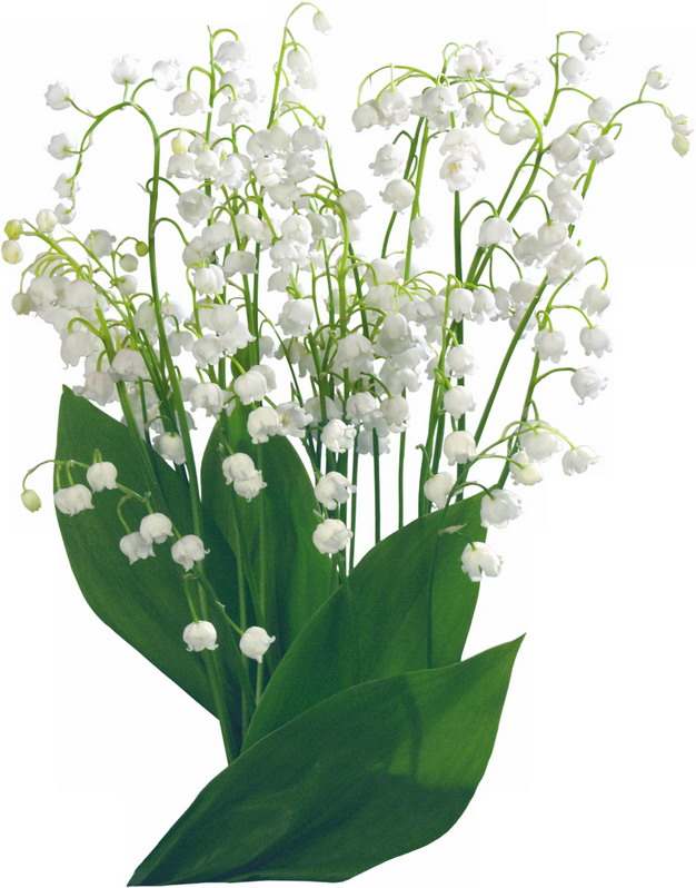 铃兰花白色小花朵394875png图片素材