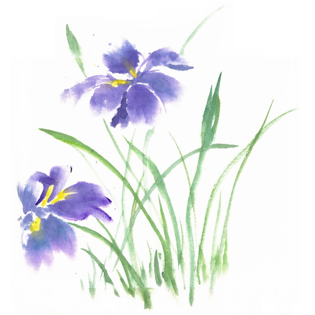 开了紫色花朵的菖蒲水彩插画png图片素材 设计盒子