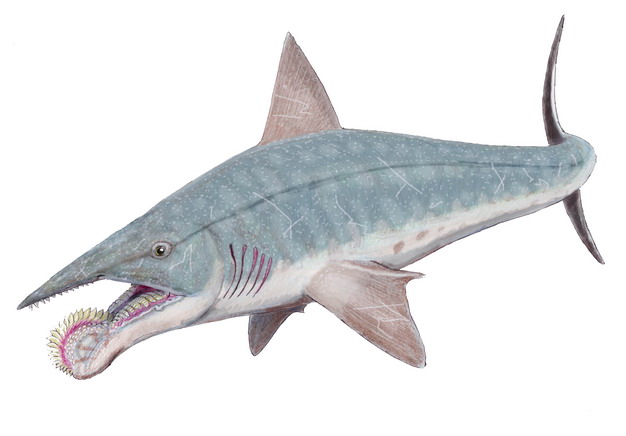 旋齿鲨灭绝鲨鱼远古生物708352png免抠图片素材 生物自然-第1张