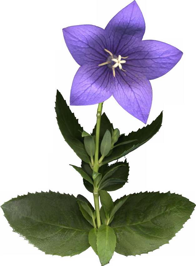 一朵桔梗花紫色花朵702362png免抠图片素材