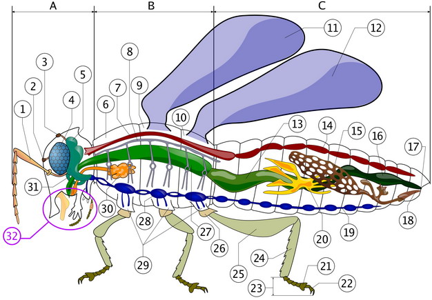 一只昆虫的身体结构图582582png图片素材 生物自然-第1张