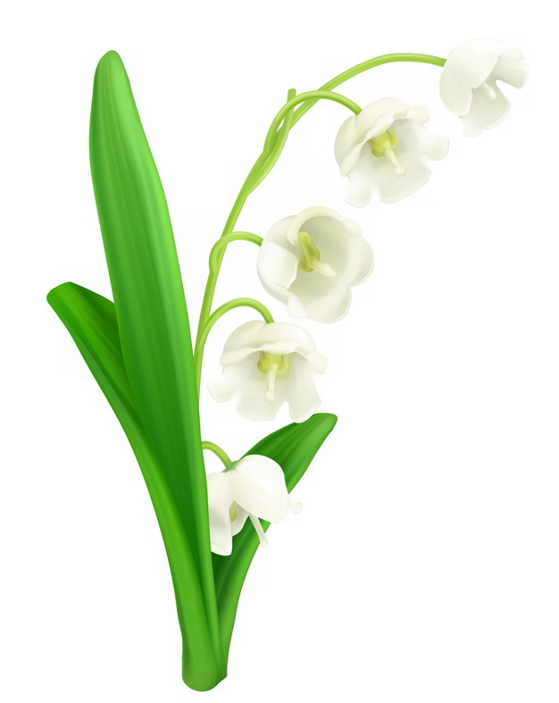 铃兰花白色小花朵888131png图片素材 生物自然-第1张