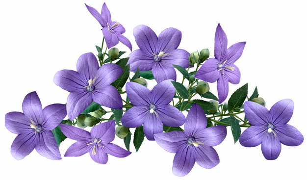 桔梗花紫色花朵png免抠图片素材 设计盒子