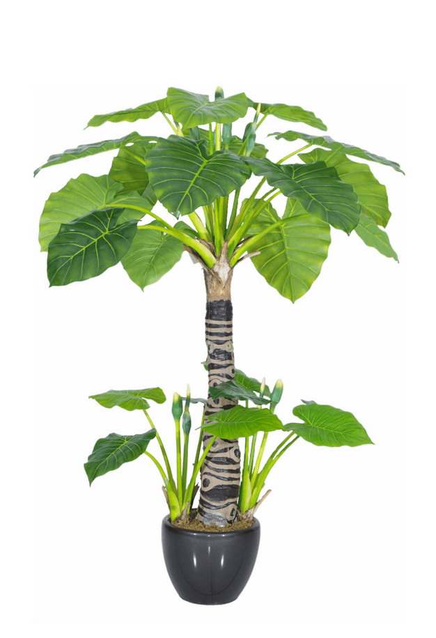 巴西木盆栽植物103042png图片素材