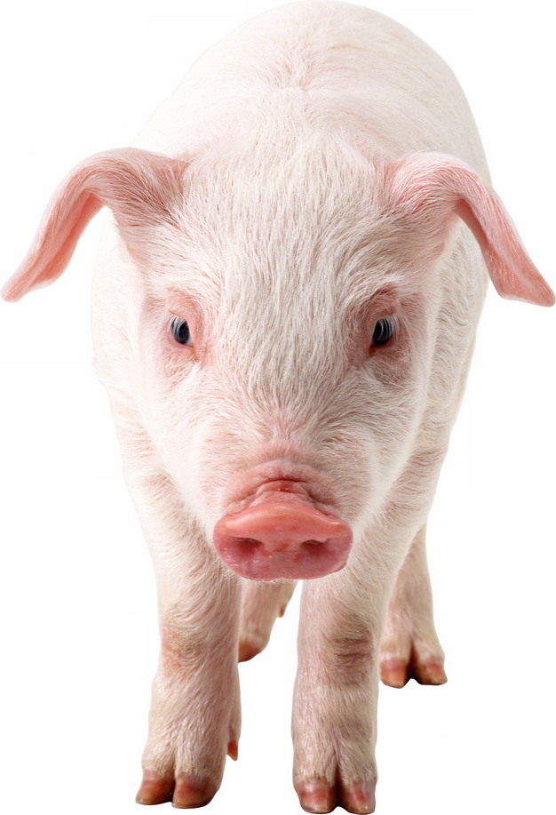 png图片应用到自己的设计作品中,同时我们还提供动物,可爱小猪,品种猪