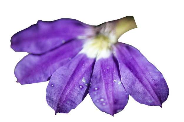 半边莲紫色花朵546107png图片素材