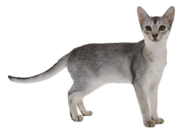 灰色的猫咪俄罗斯蓝猫742676png图片素材
