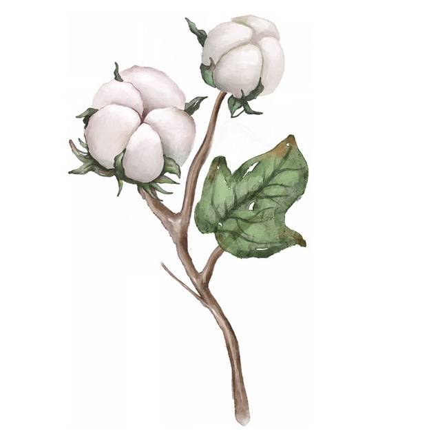 枝头上盛开的两朵棉花246334png免抠图片素材 生物自然-第1张