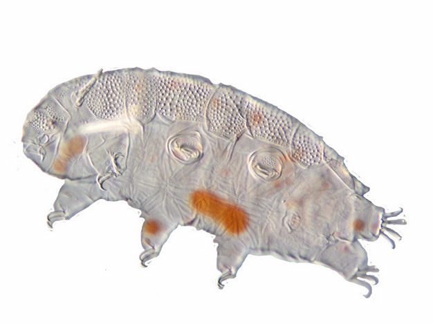 显微镜下的水熊虫缓步动物988197png图片素材 生物自然-第1张