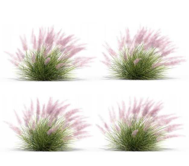 四款3D渲染的乱子草三芒草园艺绿植观赏植物219029免抠图片素材