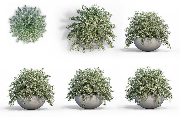 六款3d渲染的六月雪盆栽绿植观赏植物4531免抠图片素材 设计盒子