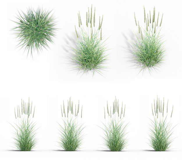 七款3d渲染的狼尾草野草茅草绿植观赏植物免抠图片素材 设计盒子