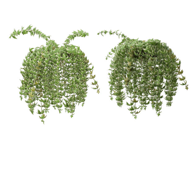 两款3D渲染的吊兰绿植观赏植物762921免抠图片素材 生物自然-第1张