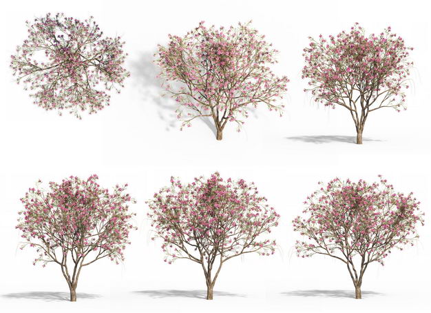 六款3D渲染的紫玉兰木兰科盆栽绿植观赏植物494456免抠图片素材 生物自然-第1张