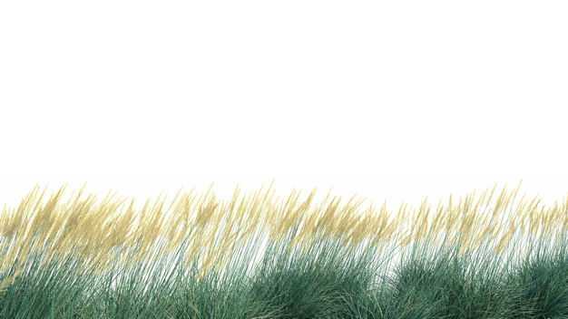 蒲苇芦苇园艺绿植观赏植物498070免抠图片素材