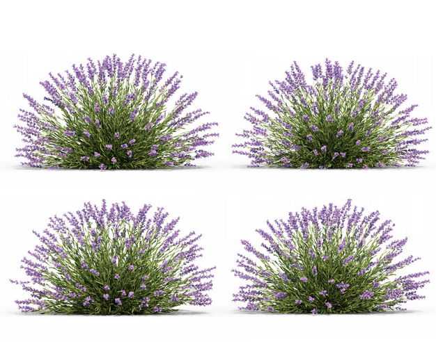 四款3D渲染的薰衣草花丛绿植观赏植物804440免抠图片素材