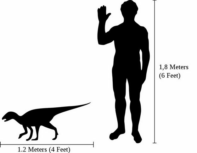 鸭嘴龙祖先剪影恐龙和人类大小对比图7655210png图片免抠素材 生物自然-第1张