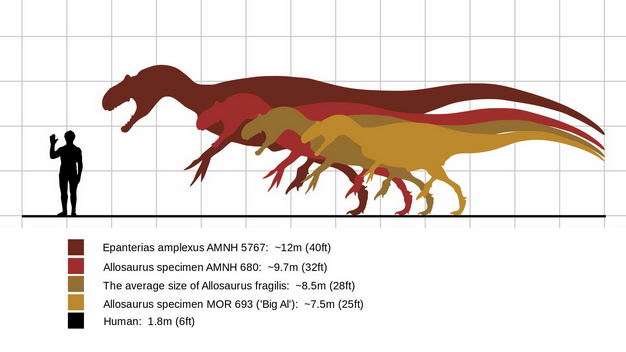 各种暴龙科恐龙和人类大小对比图2209255png图片免抠素材 生物自然-第1张