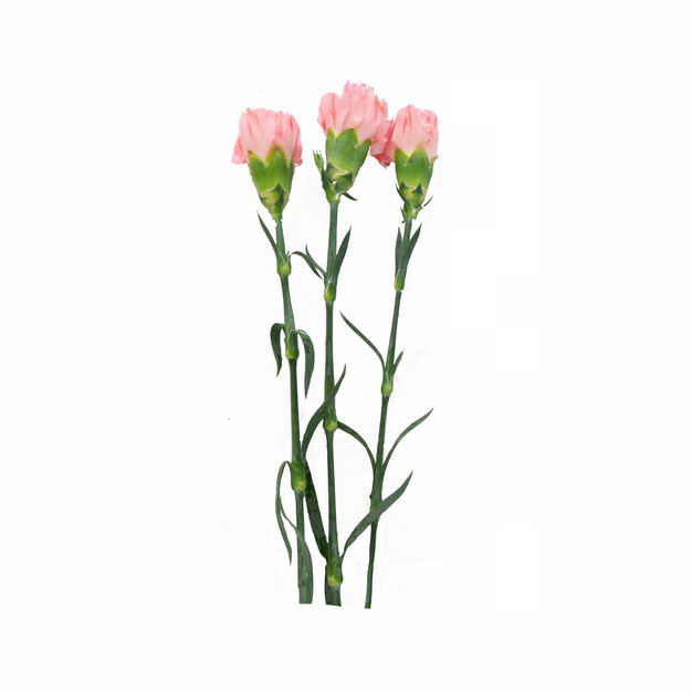 三只康乃馨母亲节花朵656676png图片免抠素材 生物自然-第1张